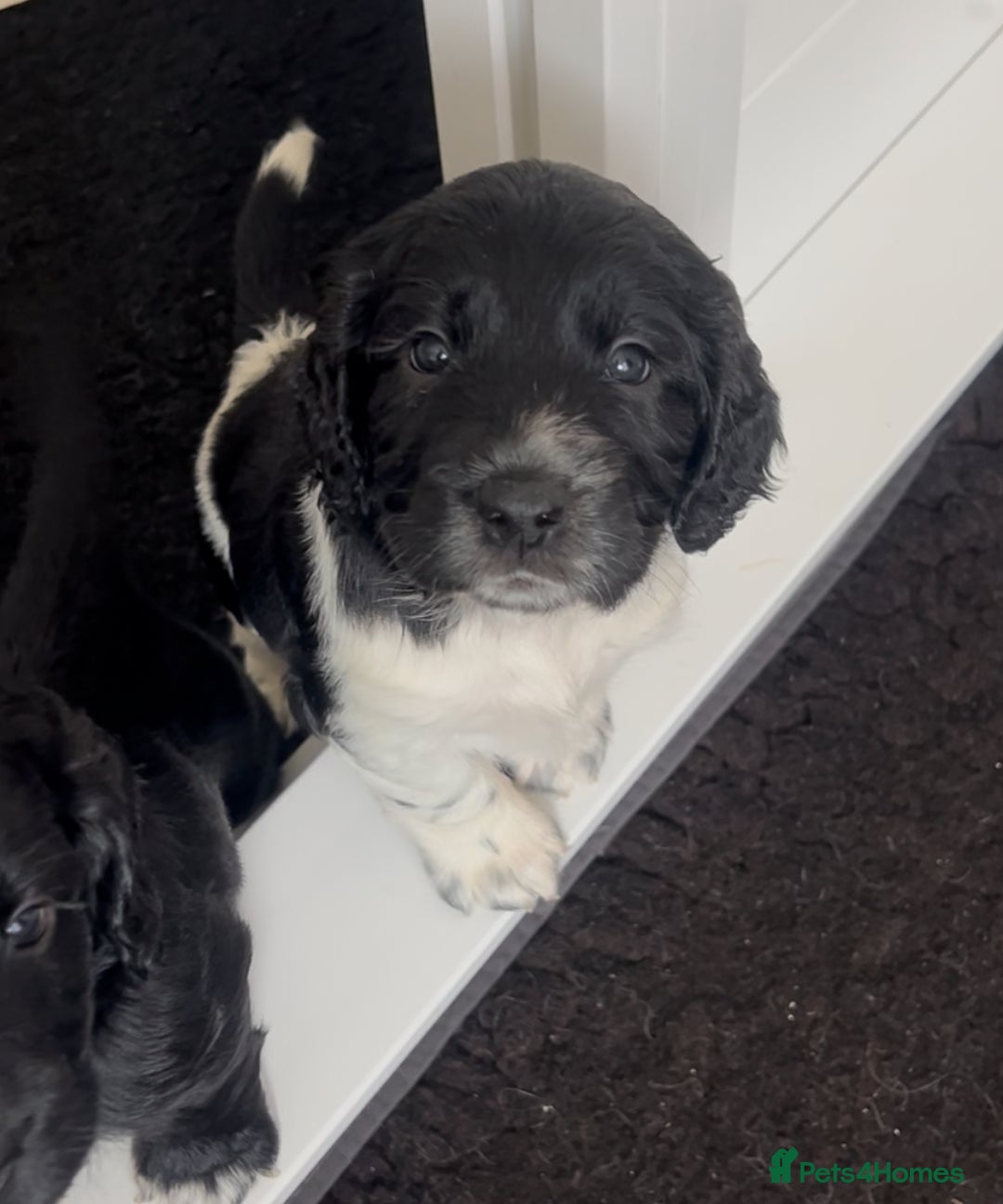 Sprocker dogs for sale: Sprocker Spaniel Puppies - Image 3