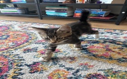 Domestic Shorthair cats for sale: Playful 10-week-old Male Tabby - Image 3