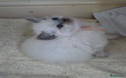 Ragdoll cats for sale: Blue mitted 🐾 Ragdoll kittens 😻 - Image 6