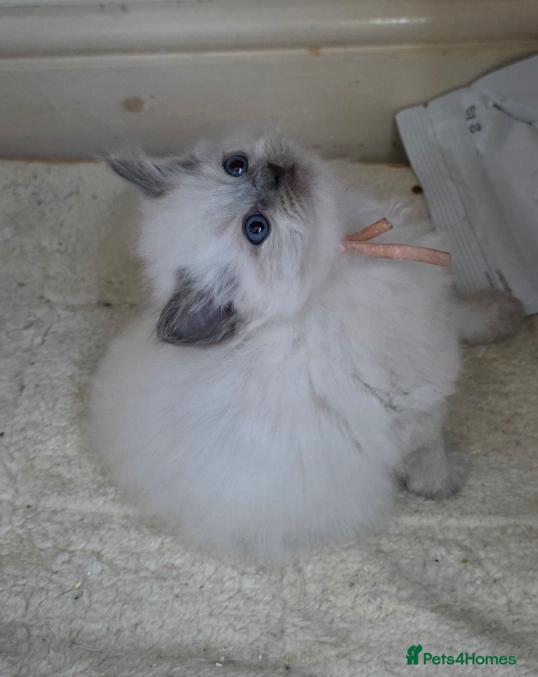 Ragdoll cats for sale: Blue mitted 🐾 Ragdoll kittens 😻 - Image 6