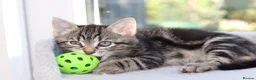 Mixed Breed cats for sale: Tabby Kittens Ready SOON - Advert 10