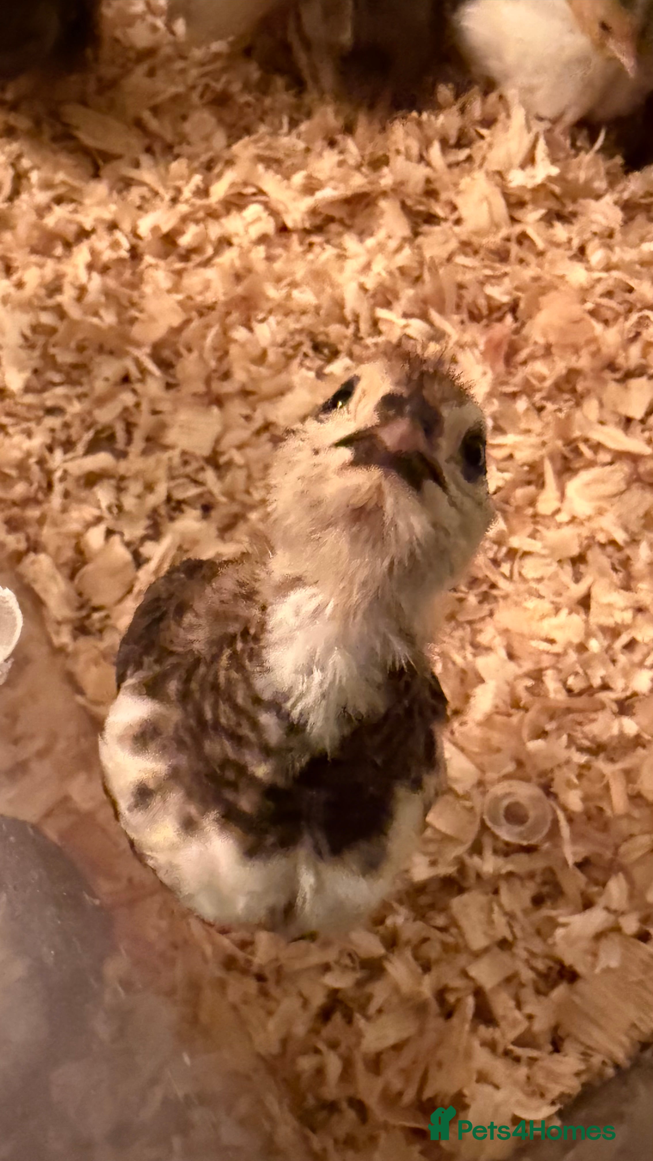 Quail poultry 🩵Celadon Coturnix quail chicks 💙 - Advert 2