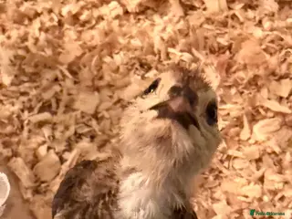 Quail poultry 🩵Celadon Coturnix quail chicks 💙 - Advert 2