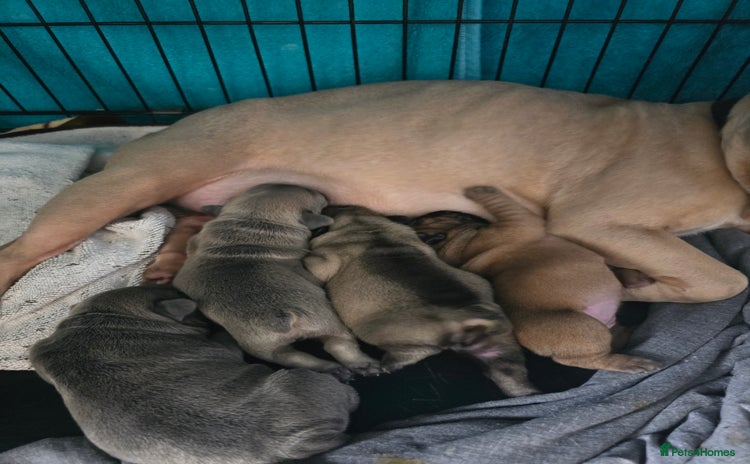 French Bulldog dogs - Advert 11