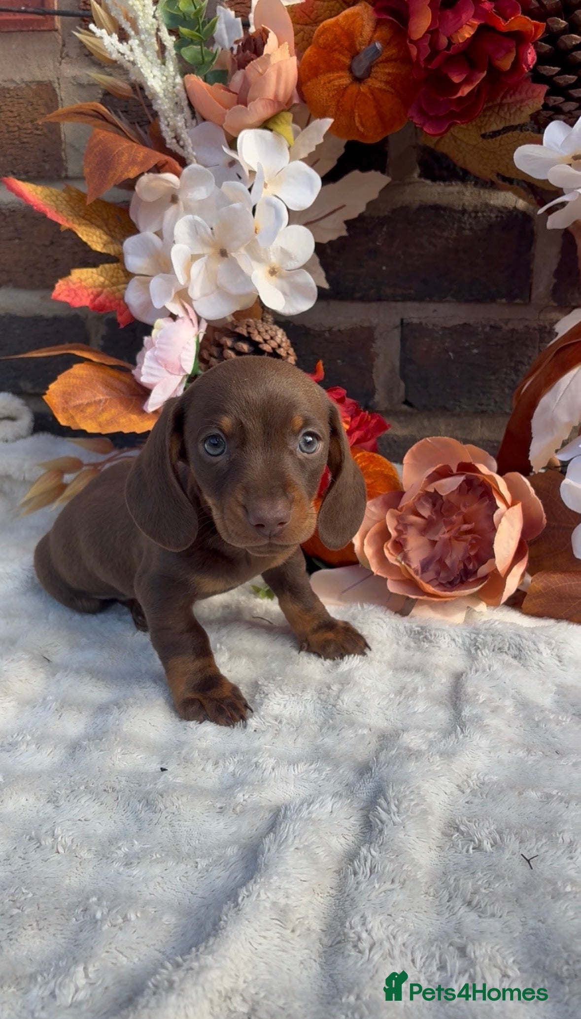 Miniature Dachshund dogs Miniature dachshund puppies ❤️ - Advert 2