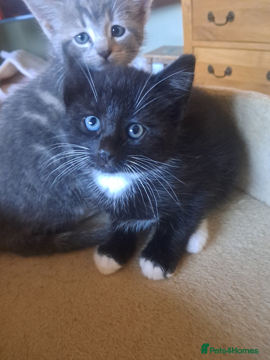 Mixed Breed cats for sale: 3 BEAUTIFUL KITTENS 😸 AVAILABLE  - Advert 2