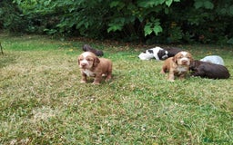 Cocker Spaniel dogs for sale: Cocker Spaniel Puppies - Image 14