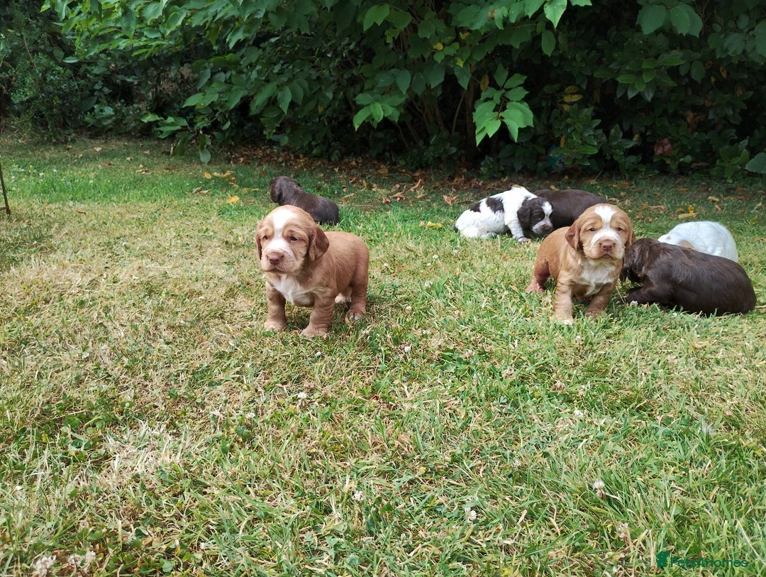 Cocker Spaniel dogs for sale: Cocker Spaniel Puppies - Image 14