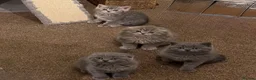 Scottish Fold cats for sale: Scottish Fold and Scottish straight kittens. - Advert 24