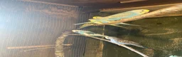 Budgerigars birds for sale: Baby budgies  - Advert 12