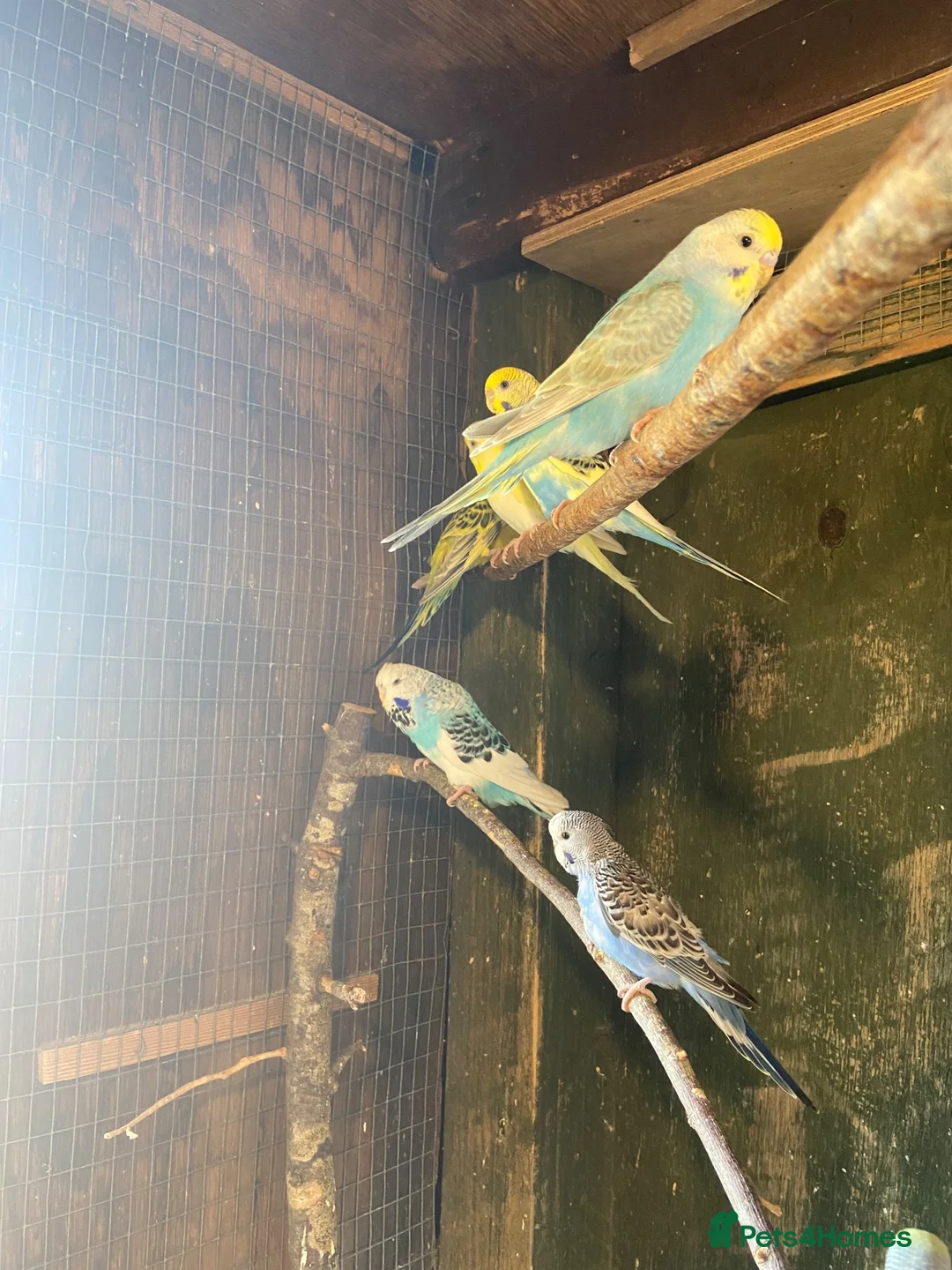 Budgerigars birds for sale: Baby budgies  - Advert 12