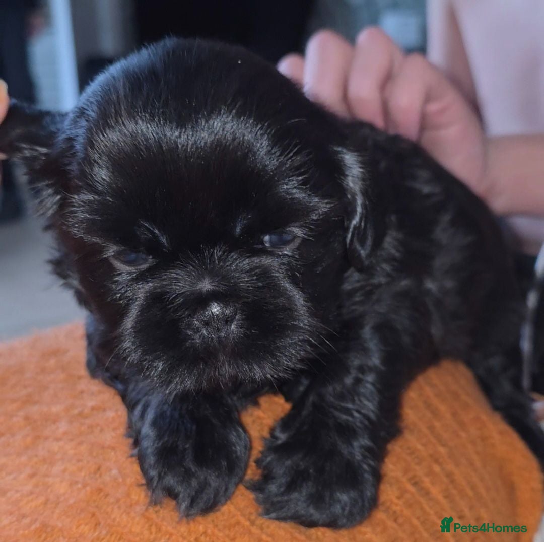 Shih Tzu dogs Beautiful Shih Tzu Puppies 5 girls 1 boy - Advert 2