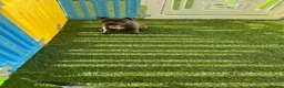 Staffordshire Bull Terrier dogs for sale: Gorgeous Blue Staffys **READY TO LEAVE** - Advert 3