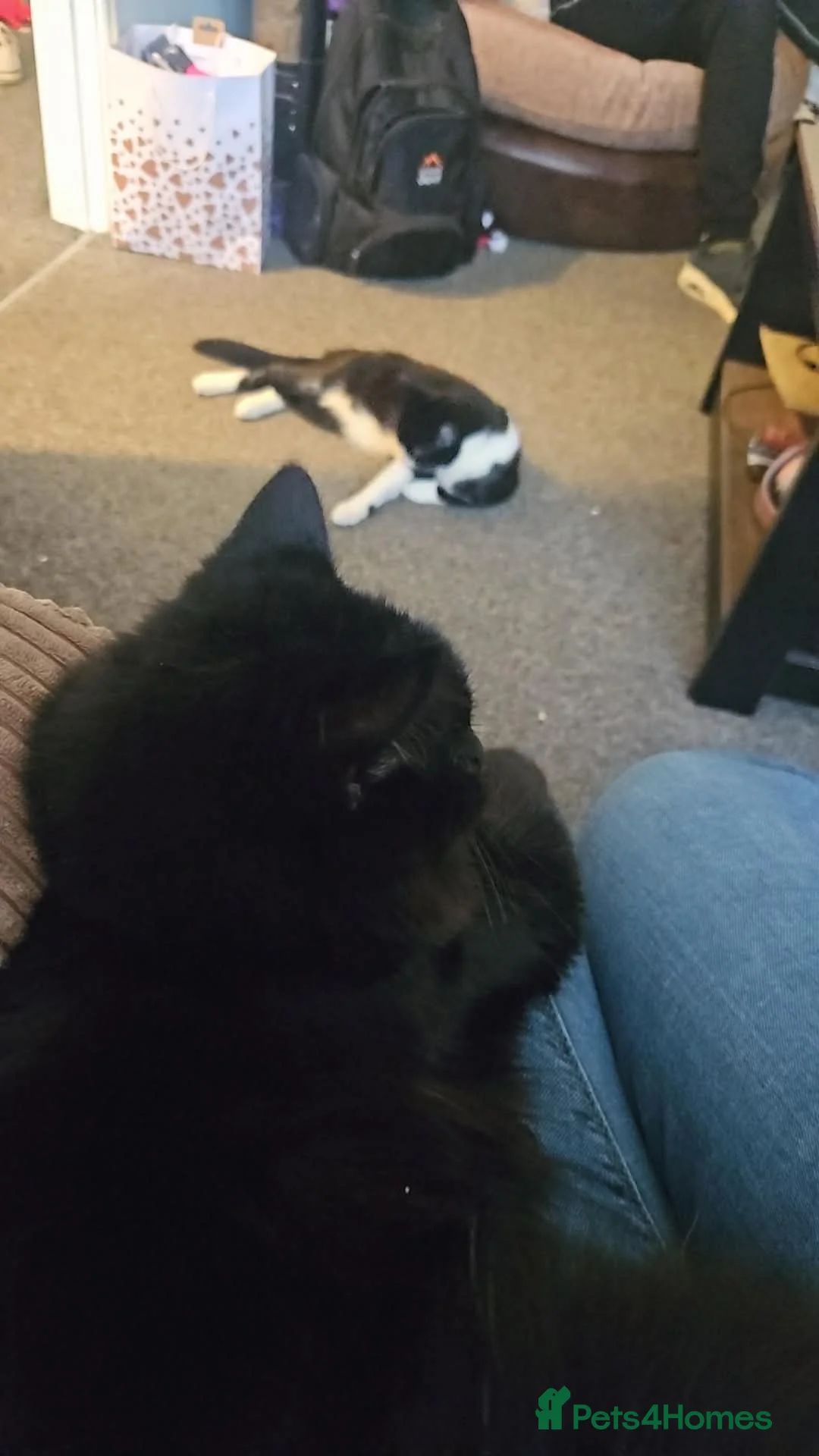 Mixed Breed cats for sale: Two male cats - Advert 2