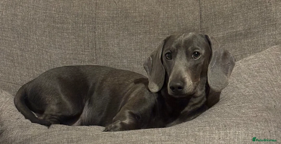 Miniature Dachshund dogs for sale: 🐾 Miniature Dachshund Puppies 4 Boys & 2 Girls 🐾 in Darvel - Advert 17