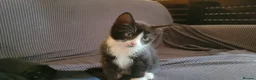Mixed Breed cats for sale: Five Gorgeous Kittens Available! - Advert 35