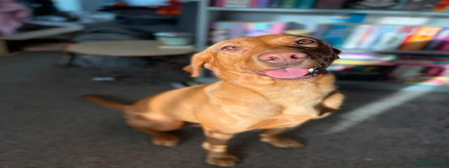 Nala