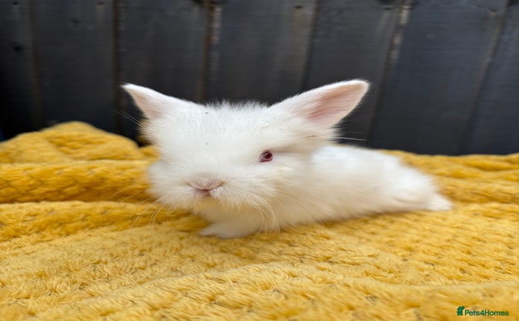 Mixed Breed rabbits - Advert 13