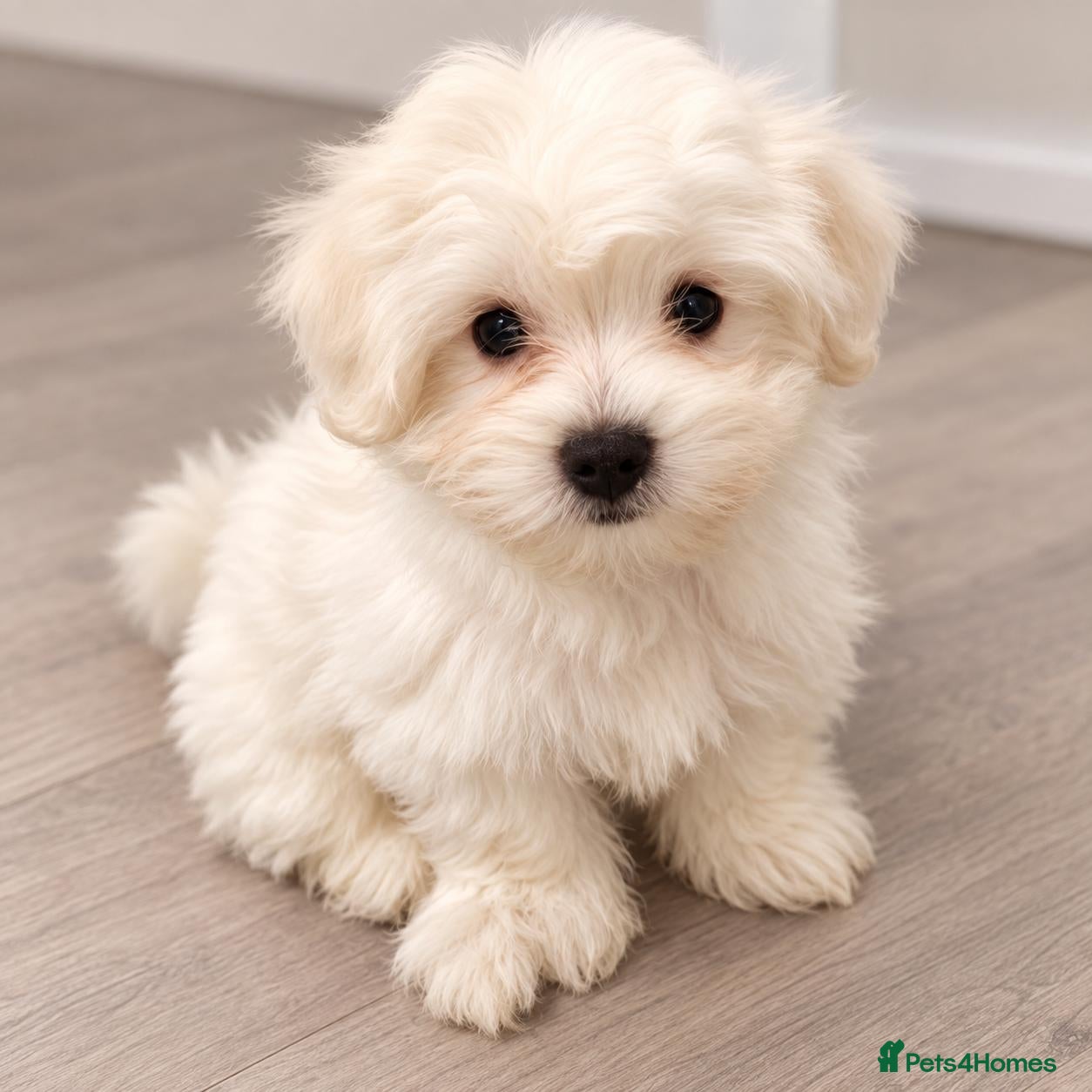 Mixed Breed dogs for sale: 3 Maltichon x Maltese Boys - Advert 16