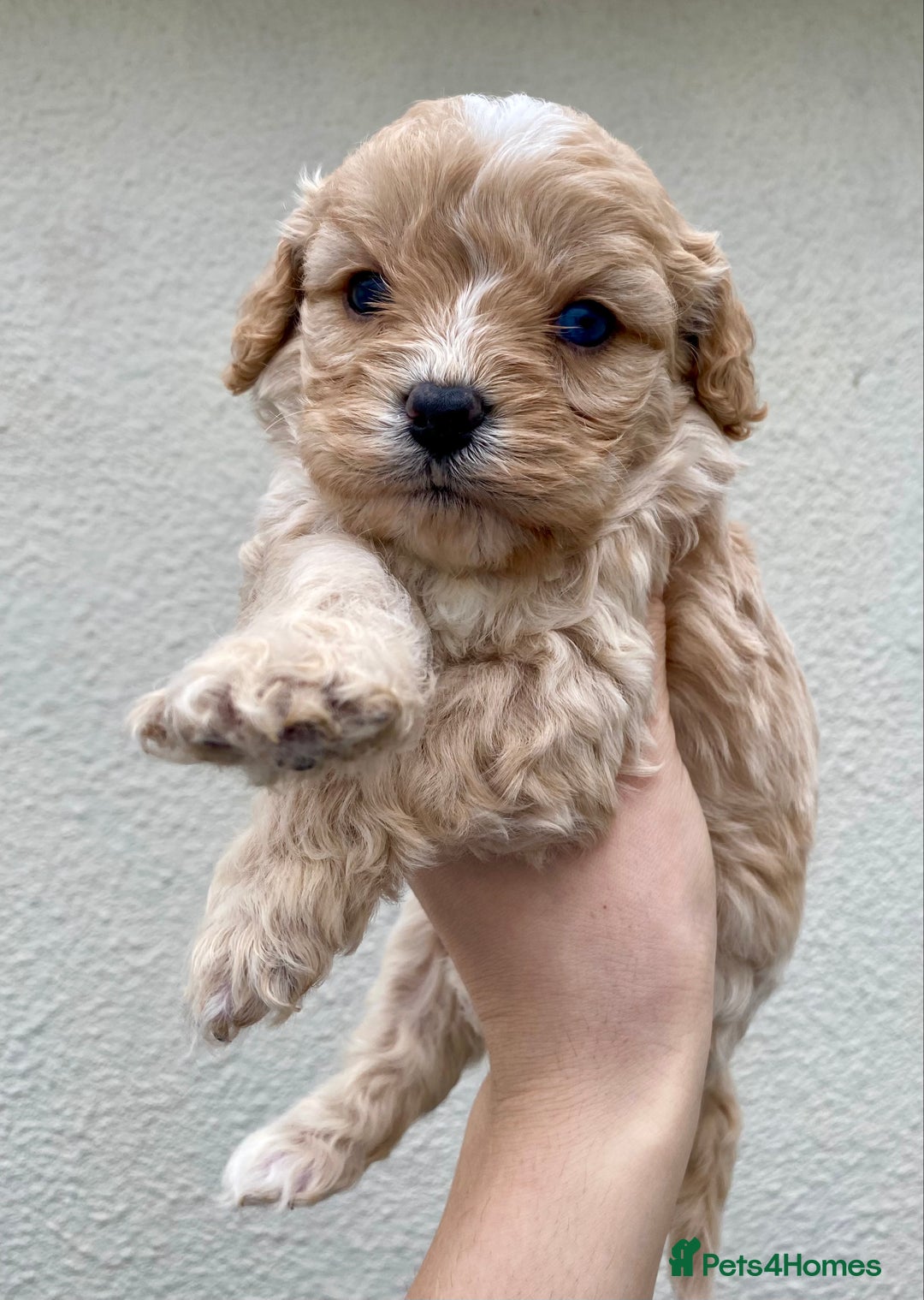 Cavapoo dogs for sale: Extensively Health tested F1 Toy Cavapoo puppies - Advert 2