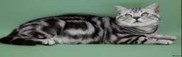 British Shorthair cats for sale: GCCF British Shorthair silver tabby kittens  - Advert 6