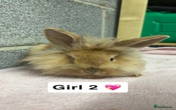 Mini Lop rabbits for sale: Mixed Mini Lops bunnies  - Advert 4