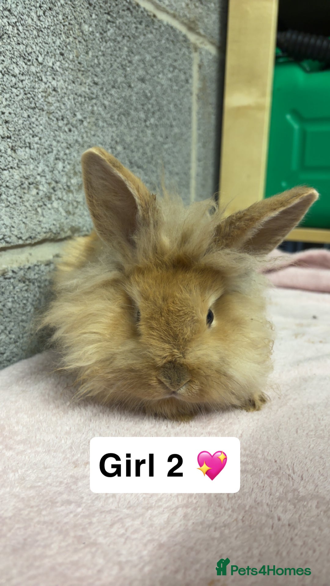 Mini Lop rabbits for sale: Mixed Mini Lops bunnies  - Advert 4