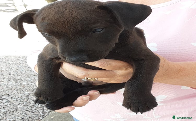 Patterdale Terrier dogs - Advert 1