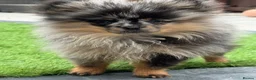 Pomeranian dogs for sale: RARE Merle Pomeranian Champion Lines - Advert 14