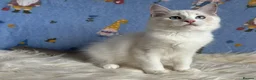 Ragdoll cats for sale: Beautiful Tica Registered Kittens Ragdoll - Advert 27