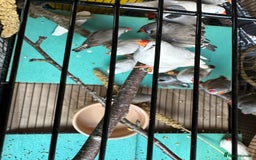 Finches birds for sale: Zebra Finches- born 2025 - Image 6