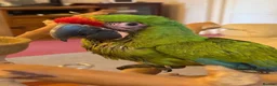 Macaws birds for sale: Military Macaws Babies Hand Reared-Male and Female - Advert 7
