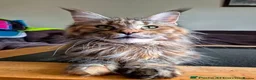 Maine Coon cats for sale: Litter of 3 beautiful Maine coon kittens - Advert 9