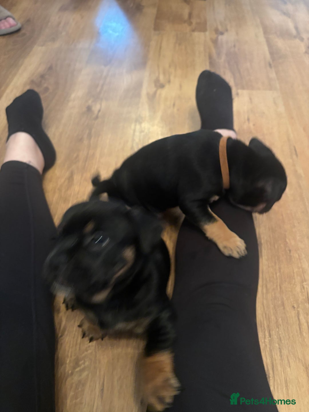 Mixed Breed dogs for sale: Beautiful puppies - Advert 27