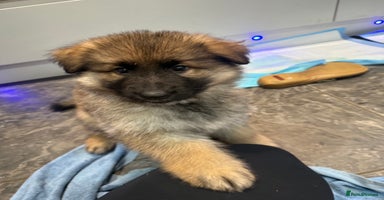 German Shepherd dogs - Advert 4