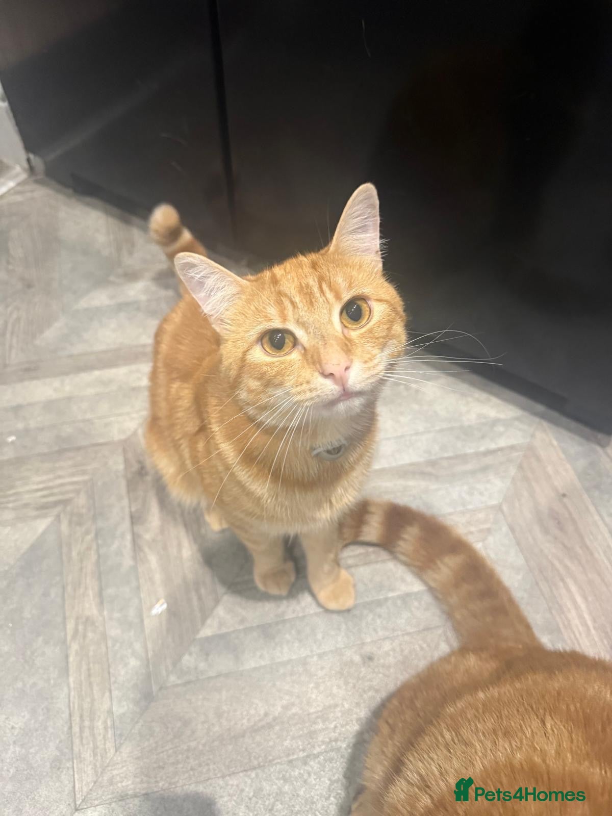 Mixed Breed cats Lovely Male Ginger Cat - Advert 3