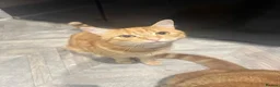 Mixed Breed cats for sale: Lovely Male Ginger Cat - Advert 1
