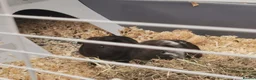 Guinea Pig rodents for sale: 2 bonded boys for sale in Rotherham - Advert 2