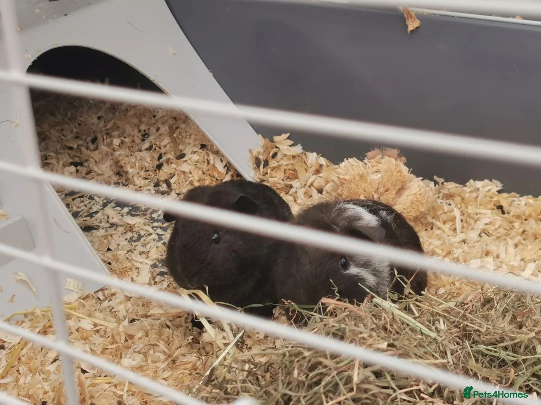 Guinea Pig rodents for sale: 2 bonded boys for sale in Rotherham - Advert 2