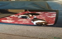 Shih Tzu dogs for sale: Beautiful male full shihzue puppies needing homes - Image 15