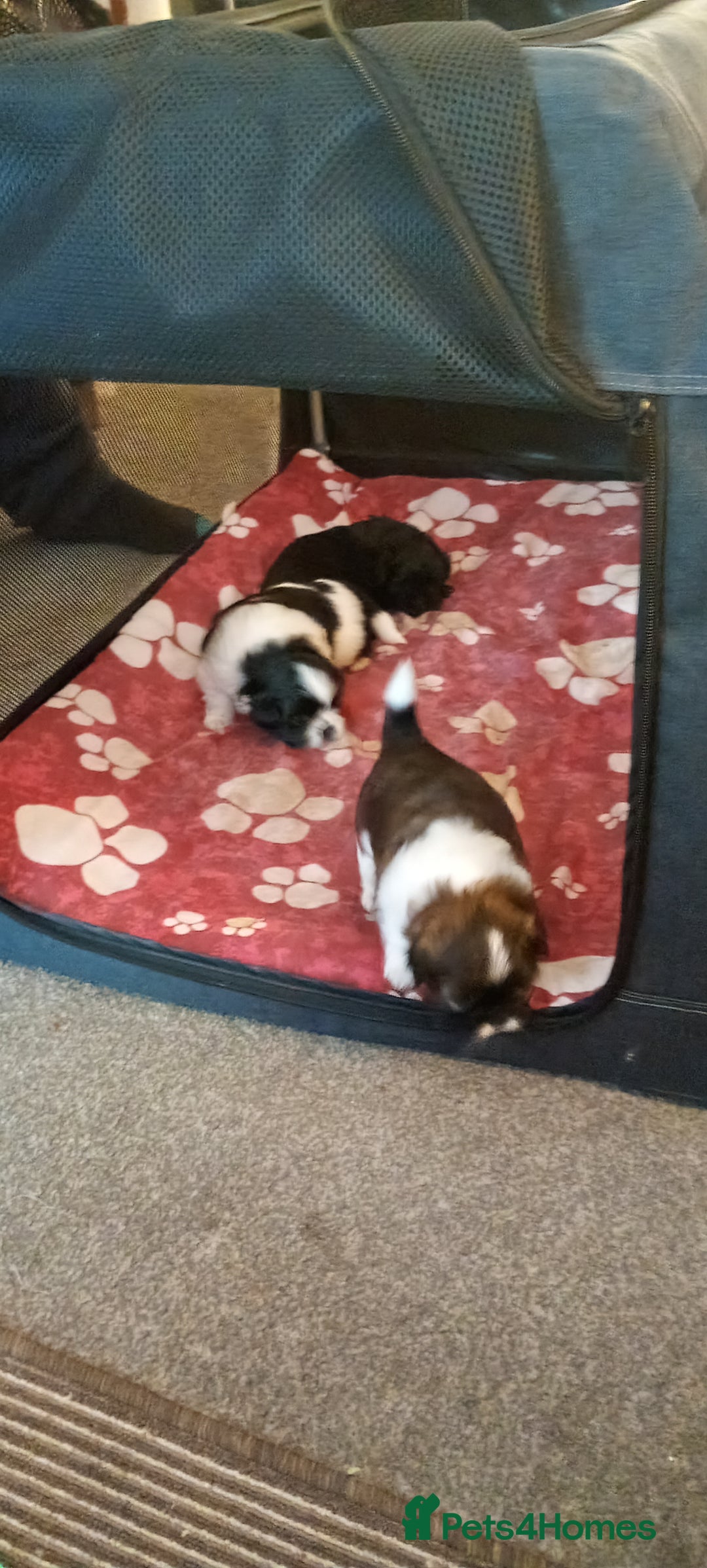 Shih Tzu dogs for sale: Beautiful male full shihzue puppies needing homes - Image 15