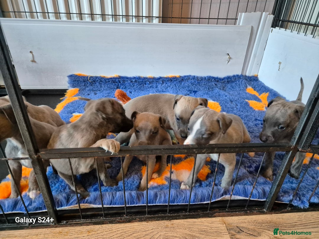 Whippet dogs for sale: Stunning whippet puppies  - Advert 7