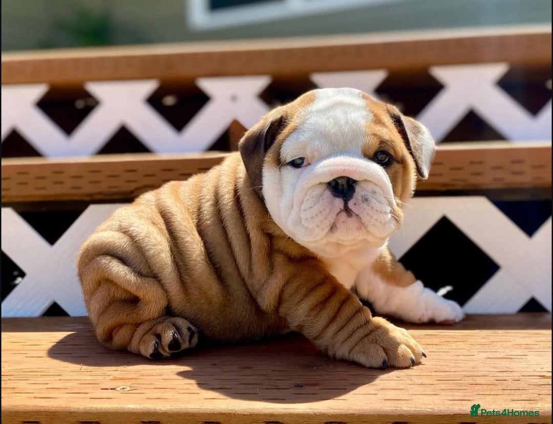 English Bulldog dogs for sale: Purebred English Bulldogs - Image 6