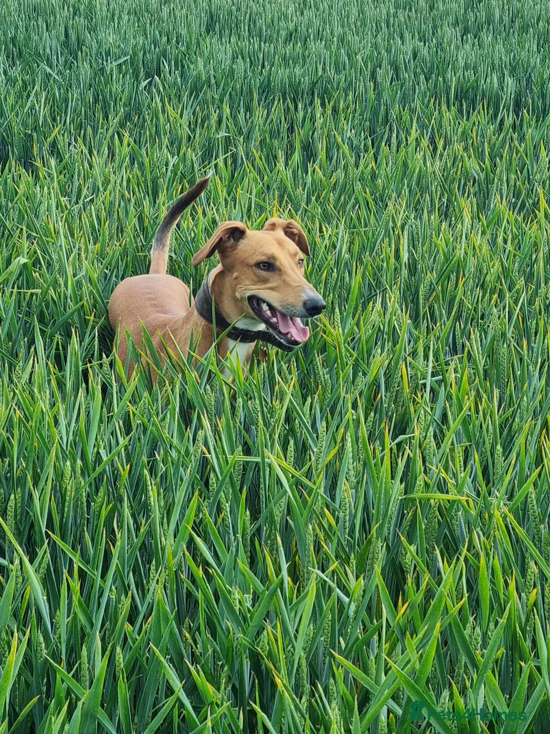 Lurcher dogs for sale: Beautiful 5 year old lurcher boy in Leicester - Advert 2