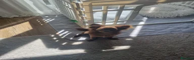 Chihuahua 1