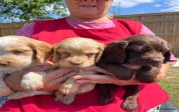 Cocker Spaniel dogs for sale: Show Cocker Spaniels 🐶🐾 in Maidstone - Image 6