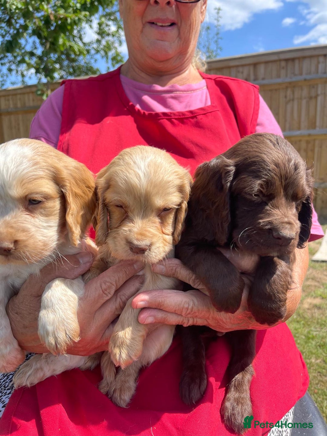 Cocker Spaniel dogs for sale: Show Cocker Spaniels 🐶🐾 in Maidstone - Image 6