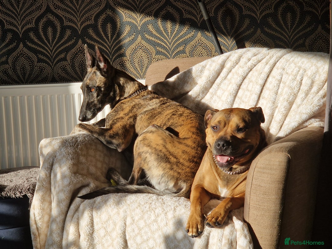 Mixed Breed dogs for sale: Sox a healthy 4 year old F Malinois-Saluki mixed - Image 3