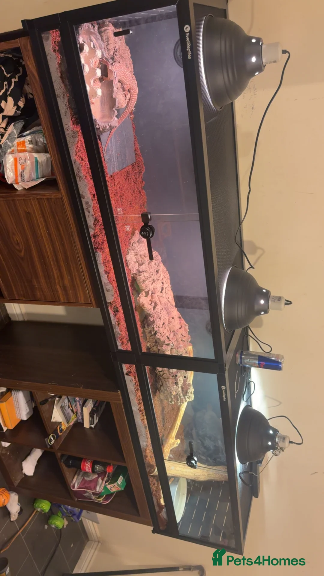 Monitor reptiles for sale: Ackie monitors  - Advert 1