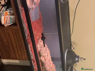 Monitor reptiles Ackie monitors - Advert 1